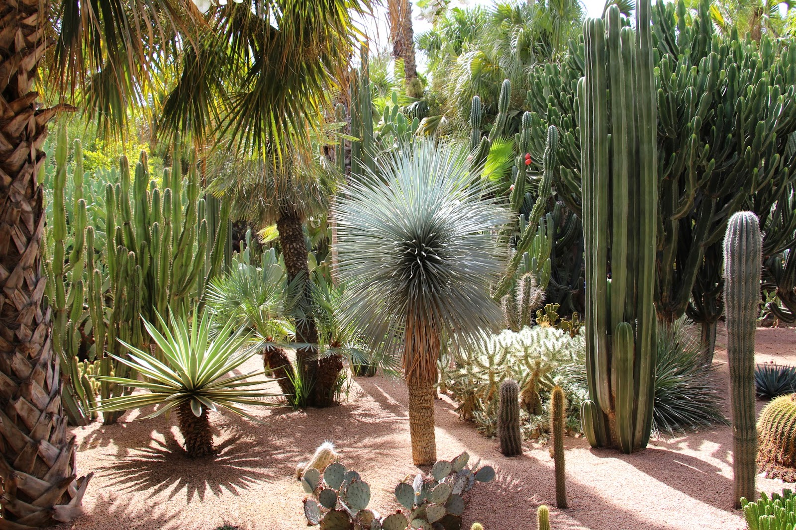 Jardin Majorelle Marrakesch