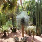 Jardin Majorelle Marrakesch