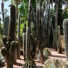 Jardin Majorelle, Marrakesch