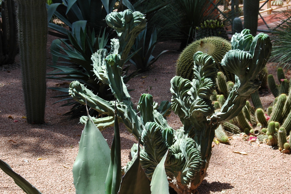 Jardin MAJORELLE - Plante dont je ne connais le nom -