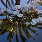 Jardin Majorelle Pond