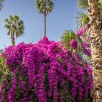 Jardin Majorelle V - Marrakesch/Marokko