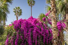 Jardin Majorelle V - Marrakesch/Marokko