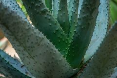 Jardin Majorelle V - Marrakesch/Marokko