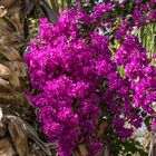 Jardin Majorelle VI - Marrakesch/Marokko