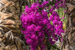 Jardin Majorelle VI - Marrakesch/Marokko