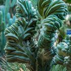 Jardin Majorelle VIII - Marrakesch/Marokko