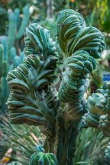 Jardin Majorelle VIII - Marrakesch/Marokko