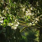 Jardin Majorelle von Yves Saint Laurent in Marrakech 6