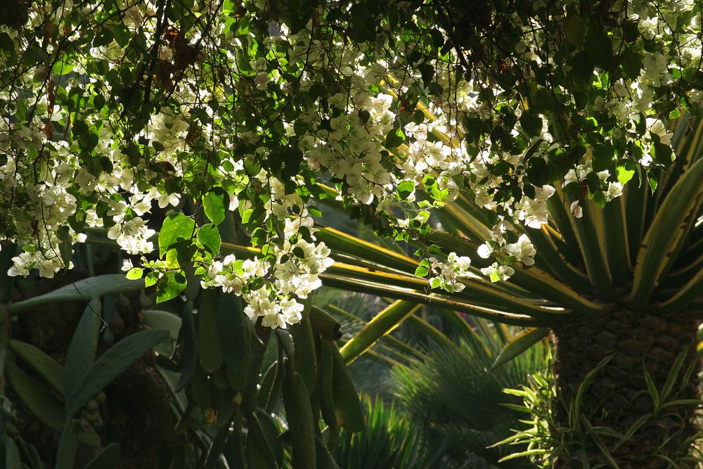 Jardin Majorelle von Yves Saint Laurent in Marrakech 6