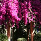 Jardin Majorelle von Yves Saint Laurent in Marrakech 7