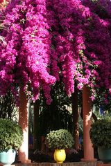 Jardin Majorelle von Yves Saint Laurent in Marrakech 7