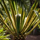 Jardin Majorelle XI - Marrakesch/Marokko