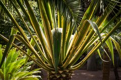 Jardin Majorelle XI - Marrakesch/Marokko