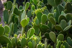 Jardin Majorelle XIV - Marrakesch/Marokko