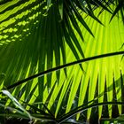 Jardin Majorelle XVII - Marrakesch/Marokko