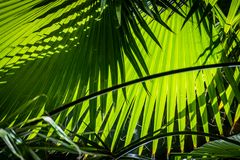 Jardin Majorelle XVII - Marrakesch/Marokko