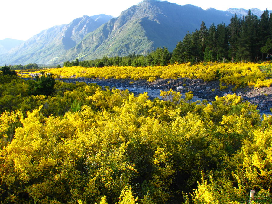 Jardín natural. Región Los Lagos - Chile