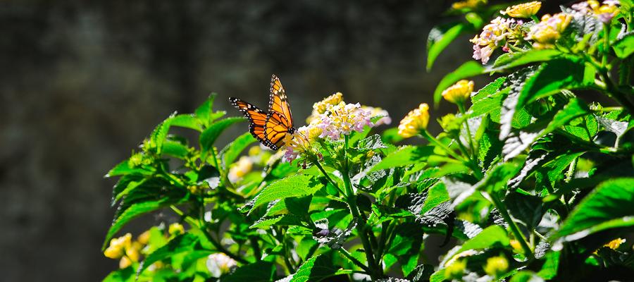 Jardin Orotava / Ruhe im Blick !