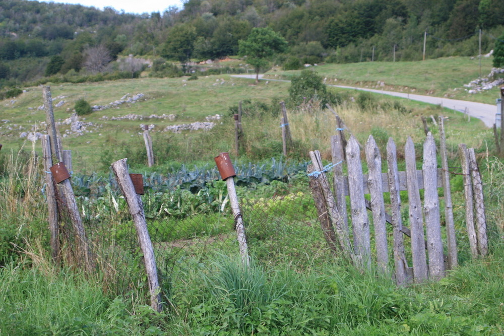 Jardin potager