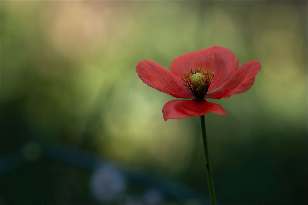 Jardin secret 