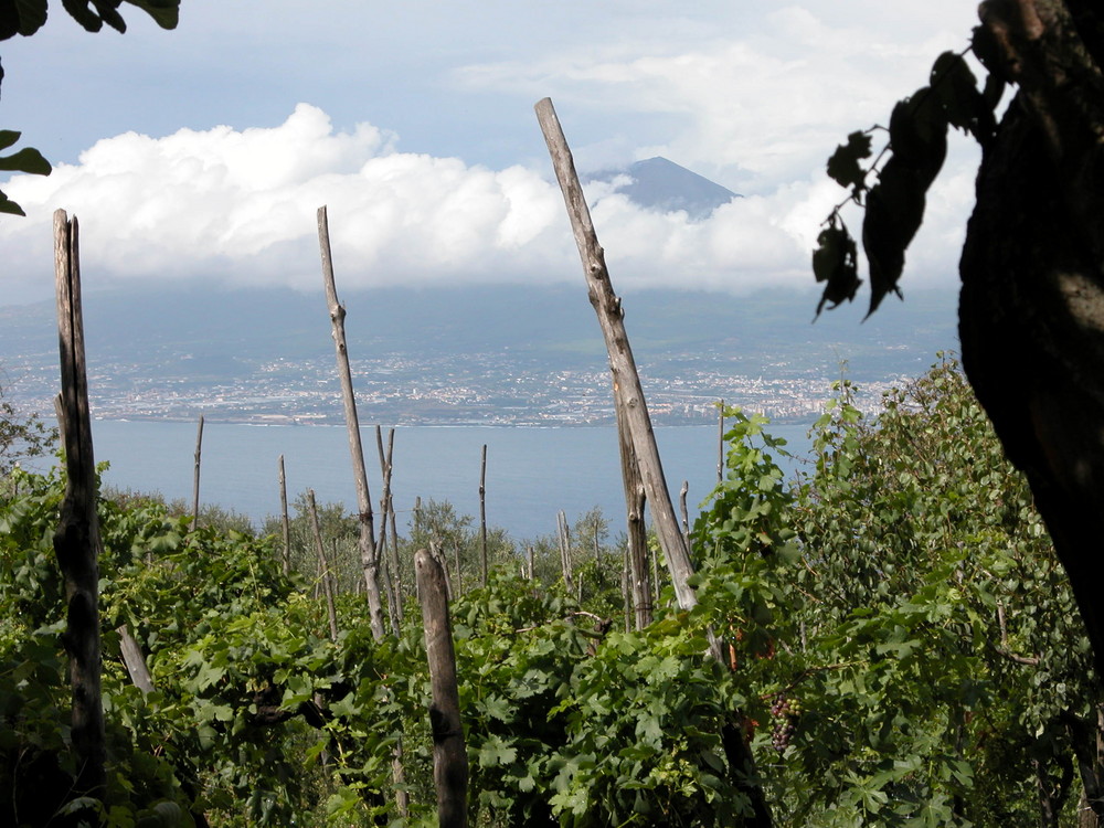 Jardin Sorrentino