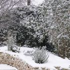 jardin sous la neige