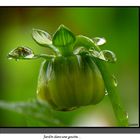 Jardin sur une goutellette