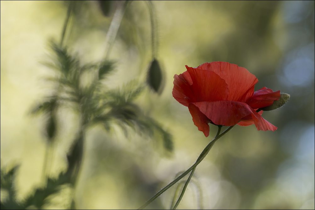 Jardin tendresse 