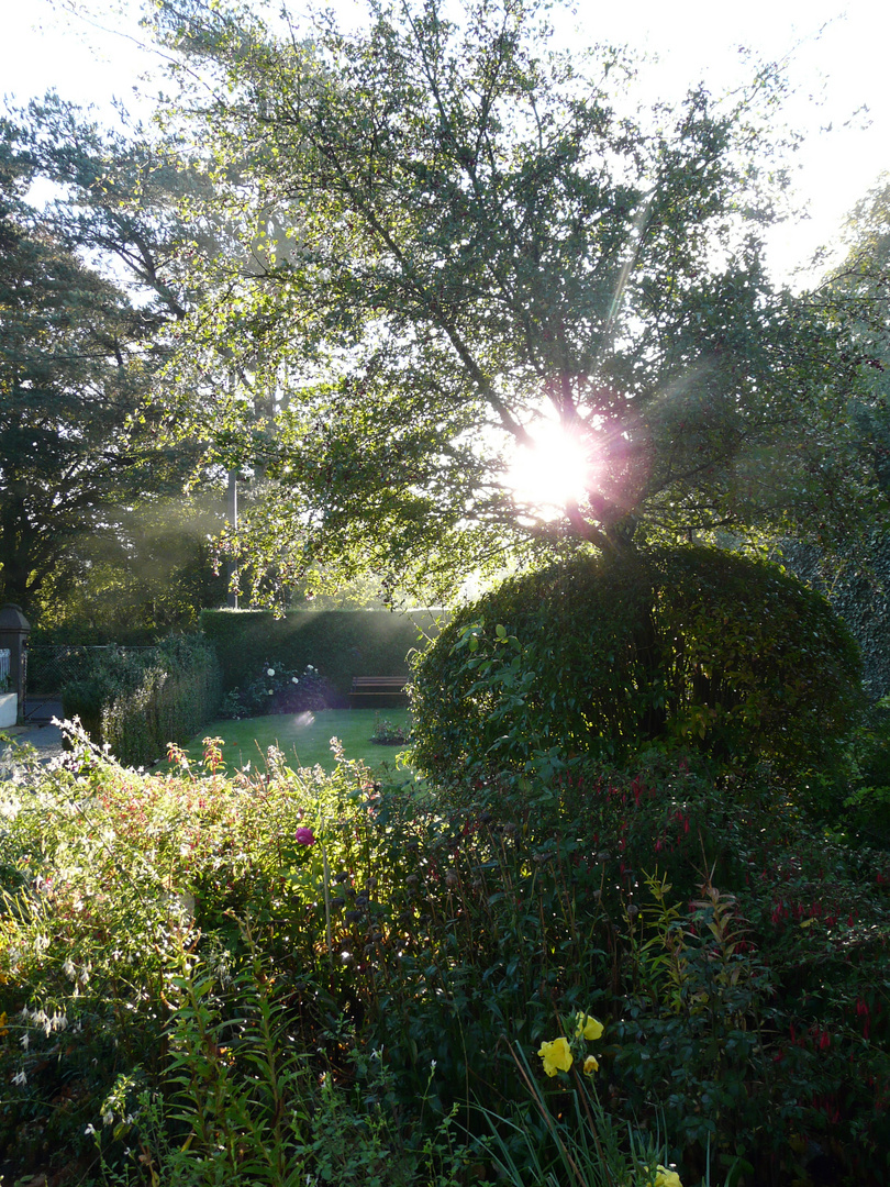 jardin un matin