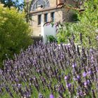 Jardin Vendée Eté 2009