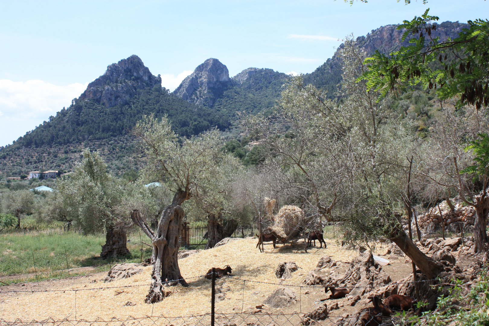 Jardines de Alfabia