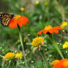 jardines de primavera