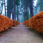 Jardines de San Ildefonso-Segovia