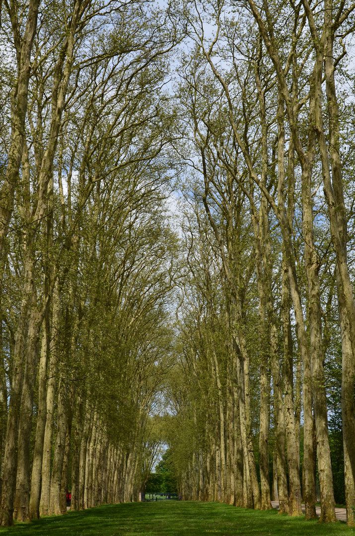 Jardines de Versalles