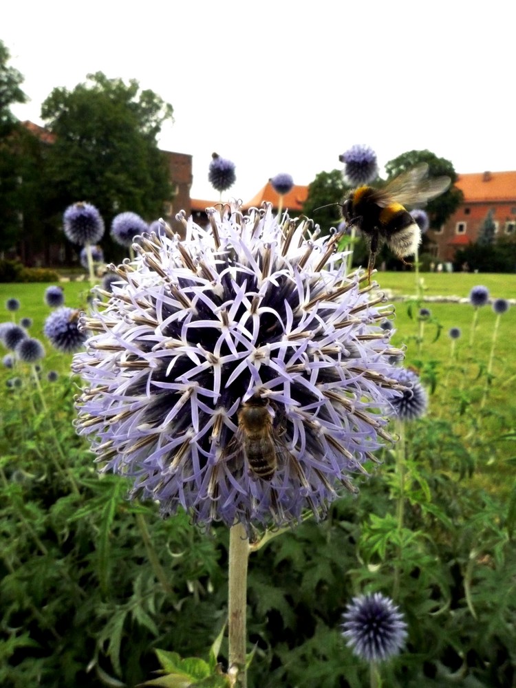 Jardines de Wawel