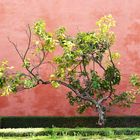 Jardines del Alcazar, Sevilla, 