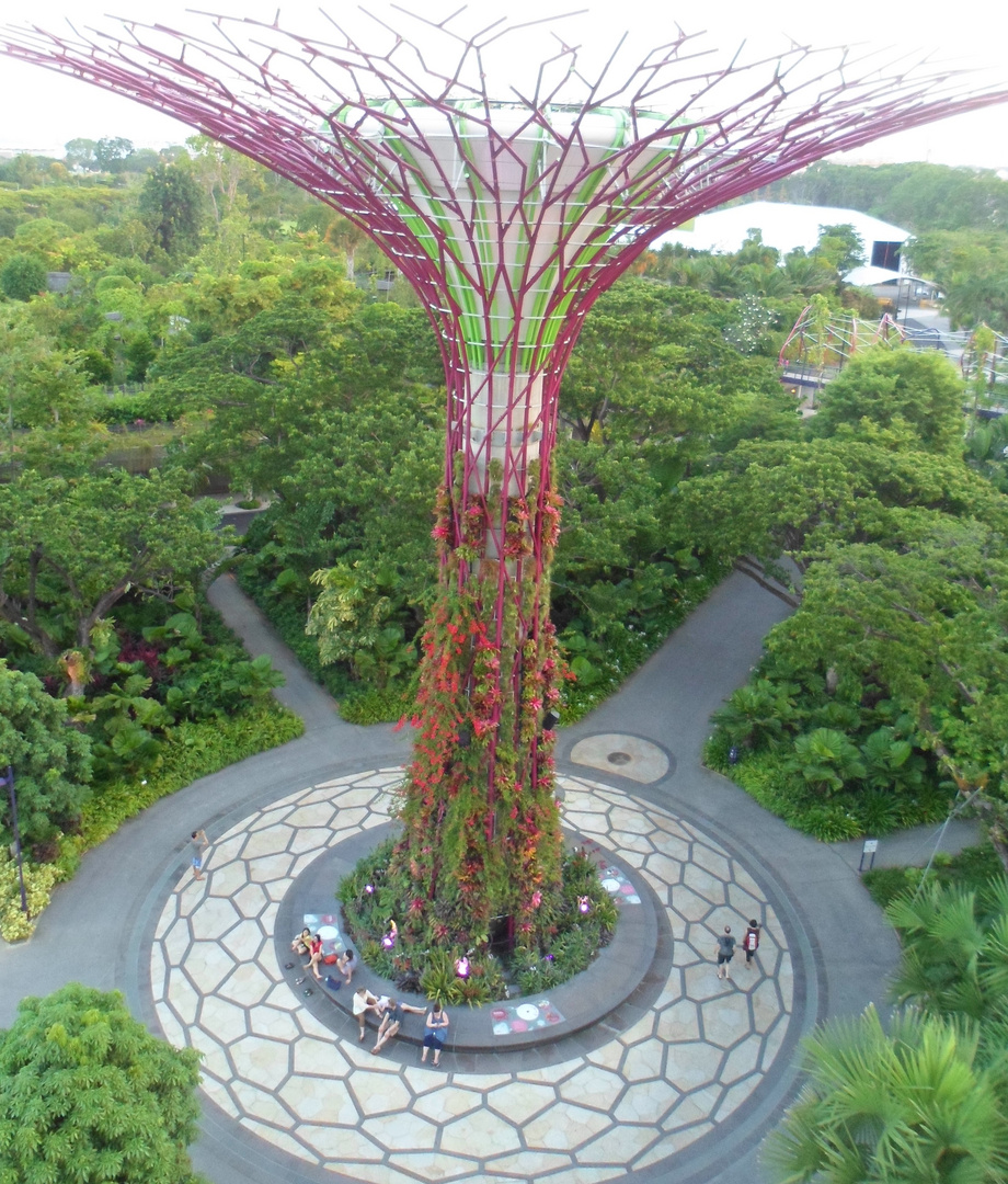 JARDINES EN LO ALTO, FLORECIDOS..........