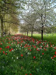 JARDINES EN OSFORD 