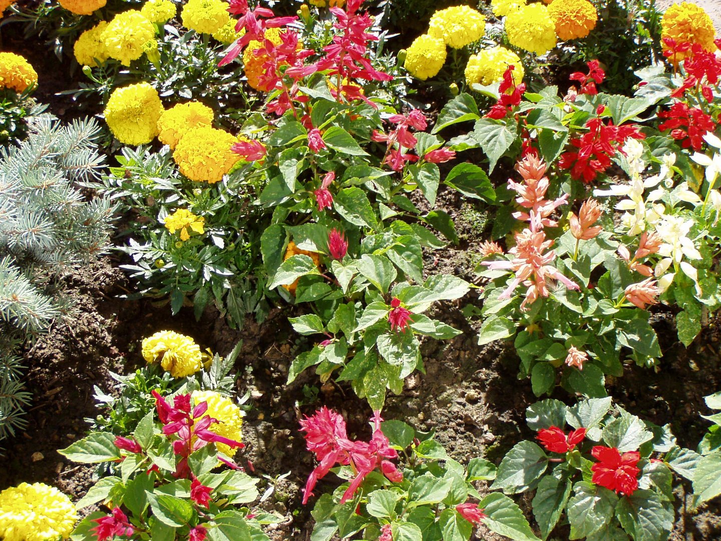 jardinière et fleurs variées