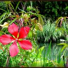 JARDINS - de - LATOUR-MARLIAC - 21 - ( agrandir plein écran ) 