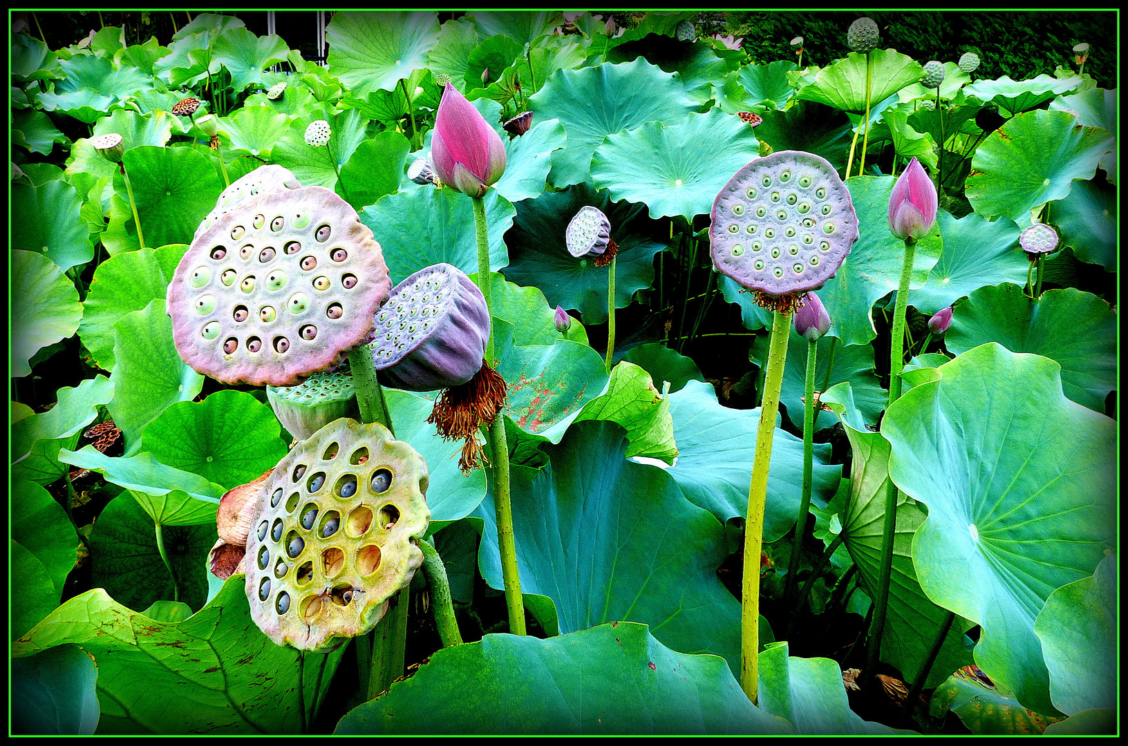 JARDINS - de - LATOUR - MARLIAC - 5 - 