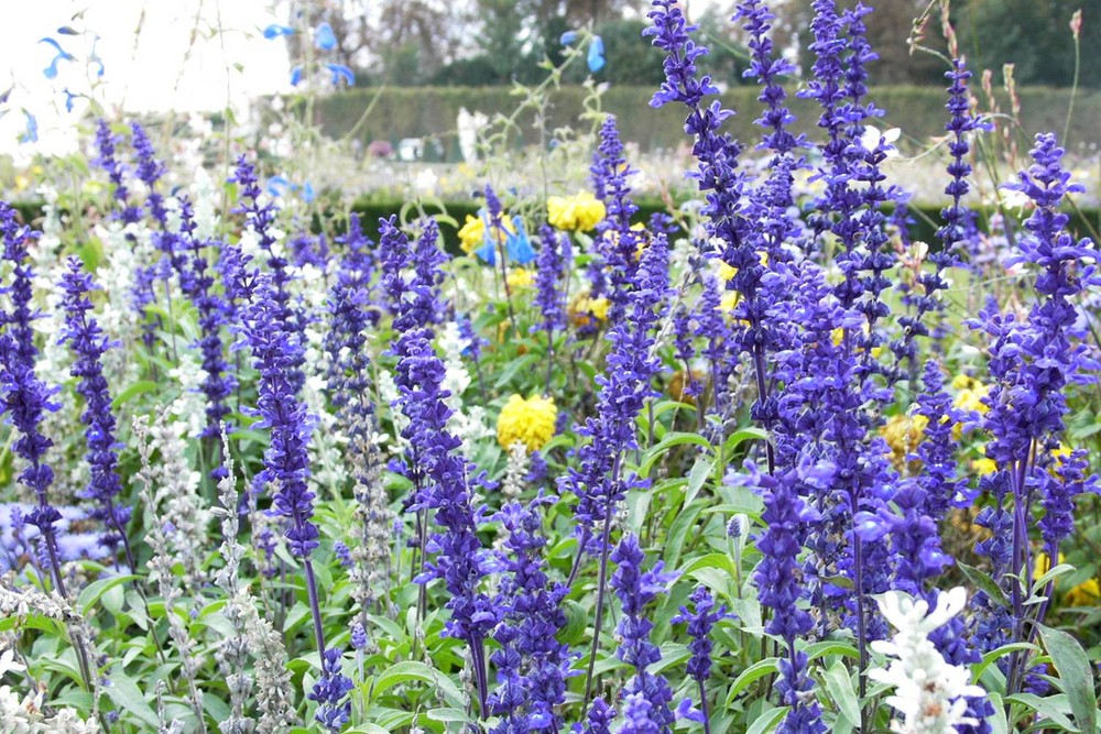 Jardins de Versailles III