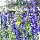 Jardins de Versailles III