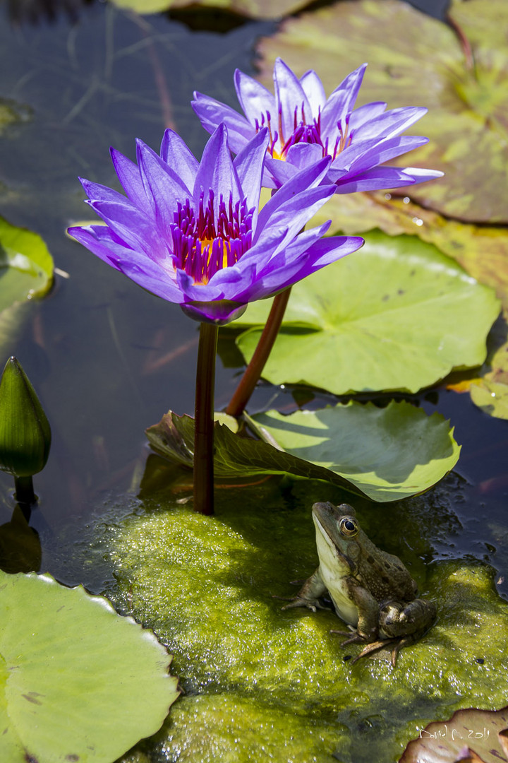 Jardins d'eau