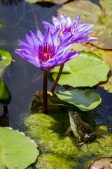 Jardins d'eau