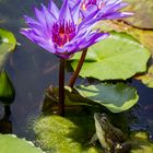 Jardins d'eau