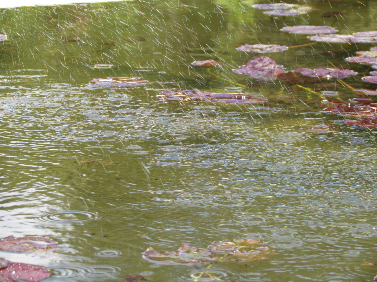 jardins sous la pluie?