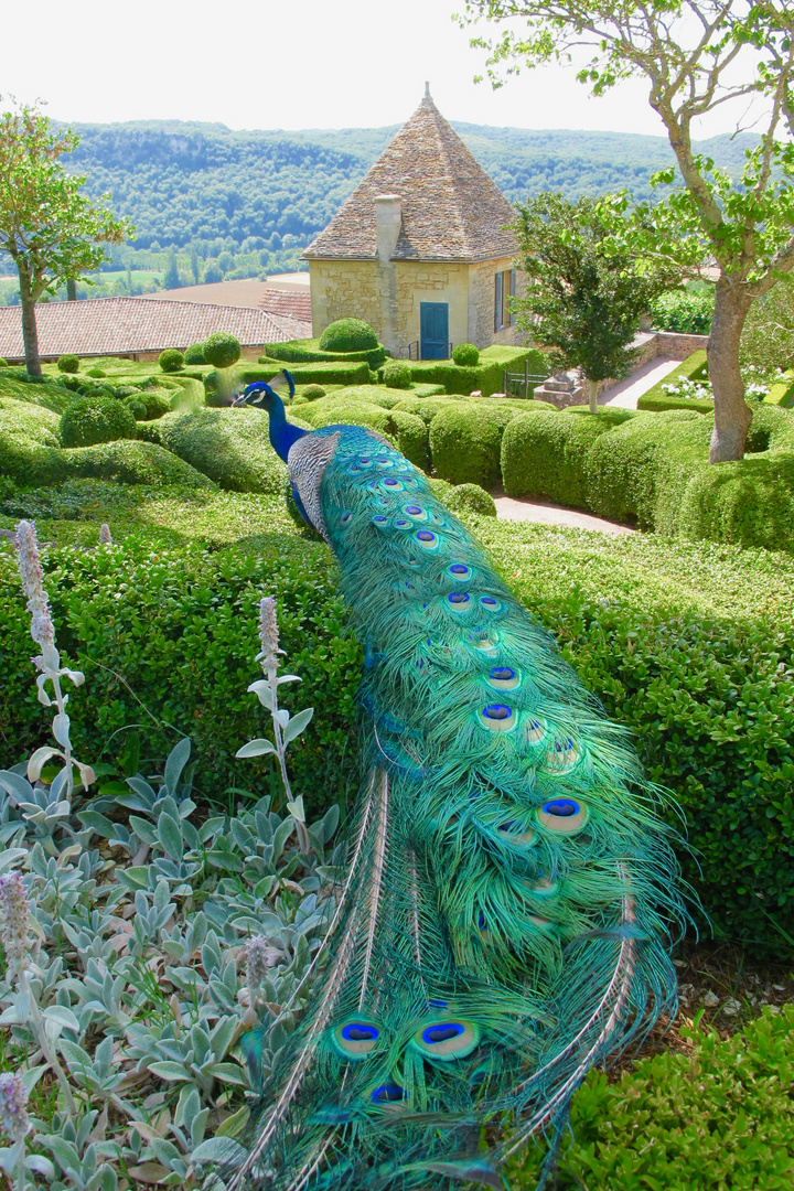 Jardins suspendus de Marqueyssac photo et image animaux Jardins suspendus de Marqueyssac photo et image animaux