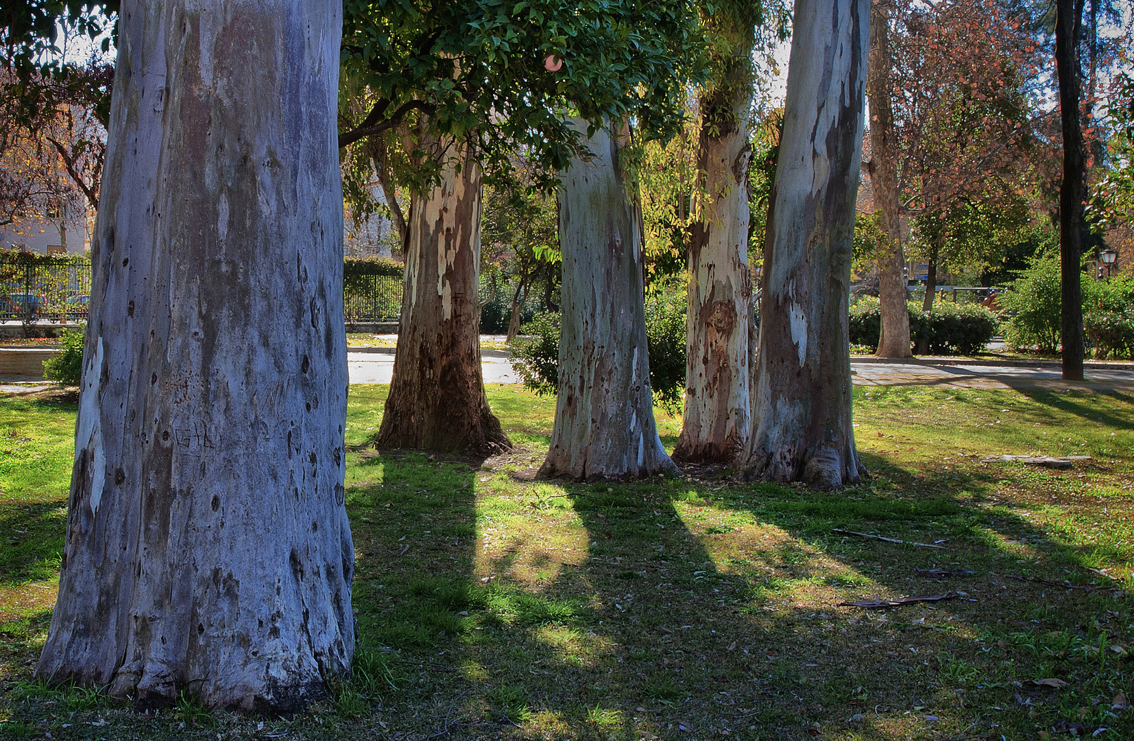 JARDÍN DE EUCALIPTUS ( Dedicada a mi amigo Luis Bugarin )